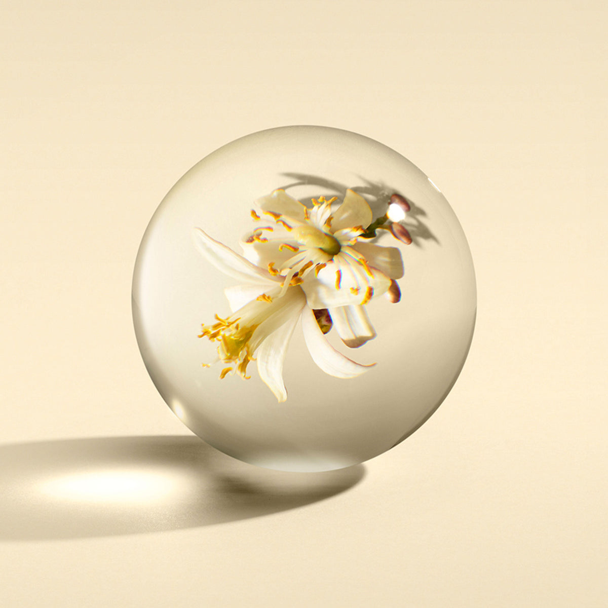 A delicate white flower with yellow stamens is encased within a clear glass sphere, echoing the elegance of MoltonBrown Cyprus's Orange & Bergamot Luxury Candle 600g. The sphere, made from recycled materials, casts a faint shadow on a light beige surface, creating a serene and minimalist composition.