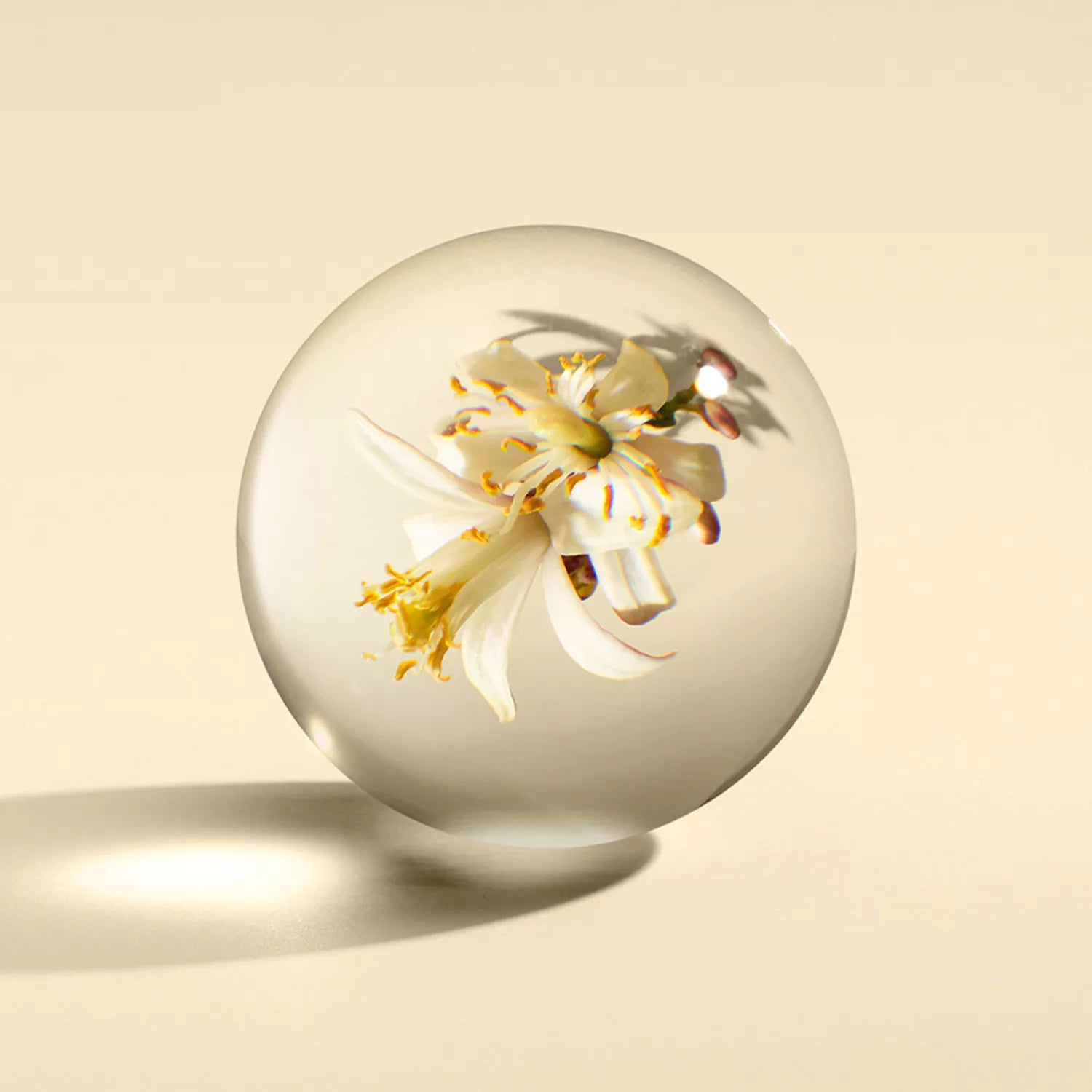 A MoltonBrown Cyprus Sample 2, featuring a solitary white flower enclosed within a transparent sphere, sits elegantly on a light beige surface. The sphere, with hues akin to fresh orange, casts a gentle shadow while the intricate petals and details of the flower remain prominently visible through its glass-like casing.